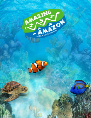 Amazing Amazon Project Back Image